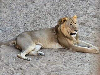 Obraz premium A candid outdoor scene at Al Ain Zoo in the United Arab Emirates, showing a line of visitors sitting on benches or low walls along a shaded walkway. The group includes families, children, and tourists