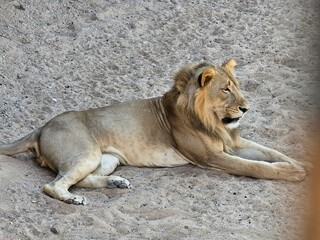 Obraz premium A candid outdoor scene at Al Ain Zoo in the United Arab Emirates, showing a line of visitors sitting on benches or low walls along a shaded walkway. The group includes families, children, and tourists