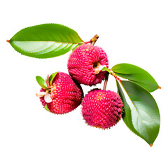 Lychee fruit with leaf on transparent background