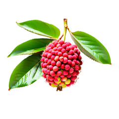 Lychee fruit with leaf on transparent background