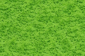 Green texture of plants in full screen (background)