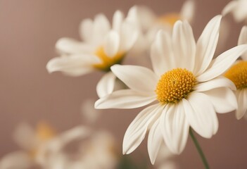 Obraz premium Flowers on a cream colored background close up