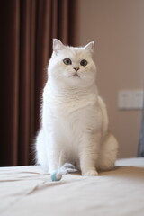 White silver dot cat with blue cat toy