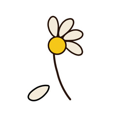 flower on a white background