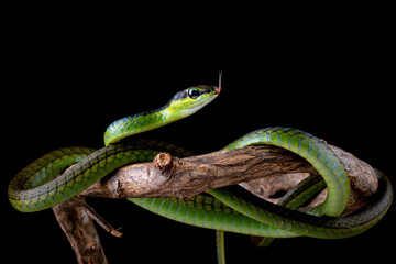 Dendrelaphis formosus or Elegant Bronzeback is a slim snake native to Indonesia and Malaysia.