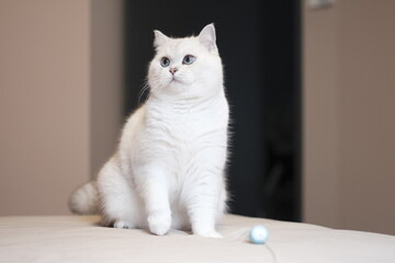 White silver dot cat with blue cat toy