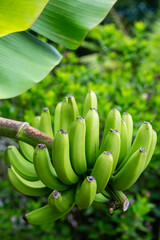 bunch of bananas - 708495301