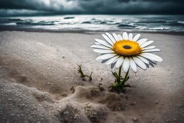 Fototapeta na wymiar flower on the beach