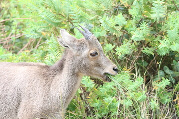 The Nilgiri Tahr, an iconic species inhabiting the majestic Western Ghats of southern India. Beautiful animal photo for wall mounting, greeting cards, seasonal greetings. Tourism. Rare animal. 
