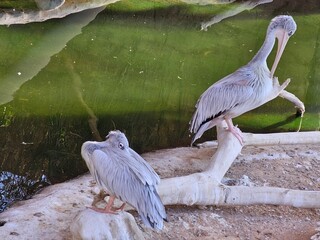 A majestic pelican stands by the lake at the zoo, its large throat pouch ready to scoop up fish....