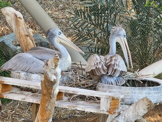 A majestic pelican stands by the lake at the zoo, its large throat pouch ready to scoop up fish....