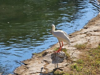 A majestic pelican stands by the lake at the zoo, its large throat pouch ready to scoop up fish....