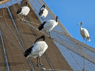 Parrots are colorful and intelligent birds known for their ability to mimic sounds and human speech. They have strong, curved beaks and zygodactyl feet, which means they have two toes pointing forward