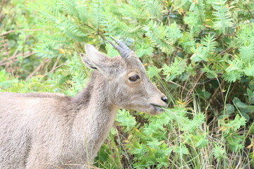 The Nilgiri Tahr, an iconic species inhabiting the majestic Western Ghats of southern India. Beautiful animal photo for wall mounting, greeting cards, seasonal greetings. Tourism. Rare animal. 