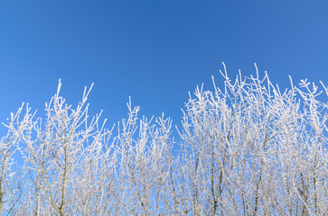 Obraz premium Idyllic winter landscape scene with frozen snow covered trees and branches in a forest in the rural countryside in Germany, Europe