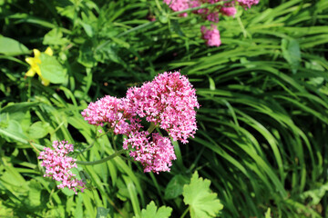 Macro image of Red Valerian blooms, Devon, England