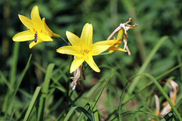 Yellow Daylily blooms, Devon, England
