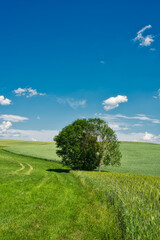 Sommer Landschaft mit Linde in Feldern