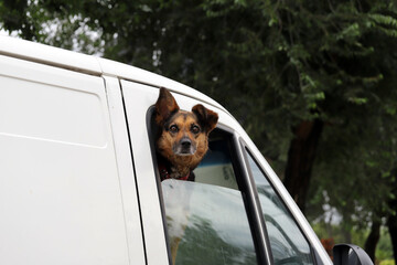 
Dog inside parked car sticking its head out of the window. Concept of pet care and heat in...
