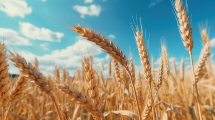 Fototapeta premium Close-up of golden wheat grains in nature for agriculture and food supply chain businesses.
