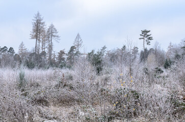 Forest landscape with coniferous trees in the rural woodlands and countryside during winter in Germany, Europe