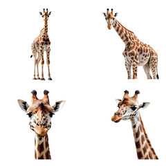 Beautiful Giraffe set isolated on a white background. Generative AI