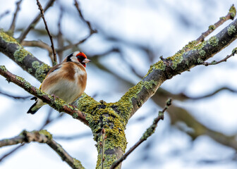 Dublin's Finest - European Goldfinch (Carduelis carduelis) in St. Anne's Park