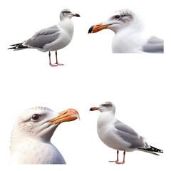 Beautiful gull set isolated on a white background. Generative AI