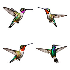 Beautiful Hummingbird set isolated on a white background. Generative AI