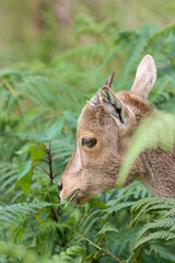 The Nilgiri Tahr, an iconic species inhabiting the majestic Western Ghats of southern India. Beautiful animal photo for wall mounting, greeting cards, seasonal greetings. Tourism. Rare animal. 