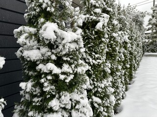 Thuja hedge, winter day. Green thujas under the snow in the frost. Landscaping in the courtyard of a private house.