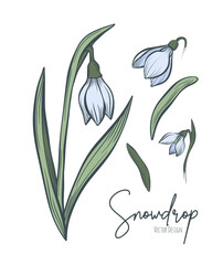 Line art set of snowdrop botanical illustration. Flower floral group or wedding invitation and cards, logo design, web, social media and poster, template, advertisement, beauty and cosmetic industry.