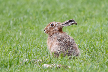 European Hare (Lepus europaeus) sitting in a field, taken near Salisbury, UK.