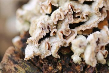 Close up of a Crimped Gill fungus