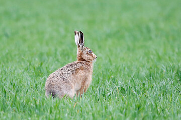 European Hare (Lepus europaeus) sitting in a field, taken near Salisbury, UK.