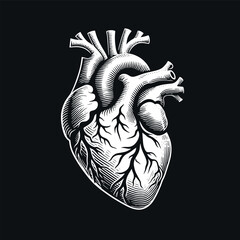 Human heart, anatomy. Beautiful engraving icon, logo. Woodcut illustration, vector. Black on white	