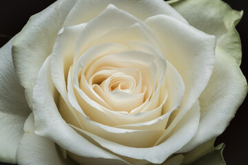 Close-up macro of the flower head of a single white beautiful rose with fine details and layered petals