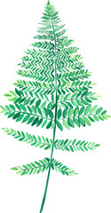 Leaf illustration on transparent background.
