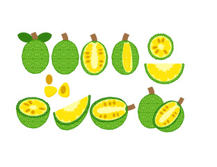 Set of ripe jackfruit fruit whole and half.Exotic fruits.Peeled and unpeeled.Leaves and seed.Sign, symbol, icon or logo isolated.Flat design.Cut Section.Graphic.Hand drawn.Cartoon vector illustration.