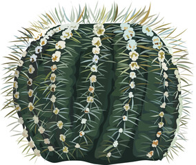 Cactus watercolor illustration on transparent background.
