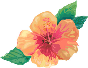 Hibiscus flower watercolor illustration on transparent background.
