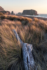 Goat Rock Beach-california-driftwood