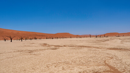 Deadvlei Clay Pan, Namib-Naukluft National Park, Namibia