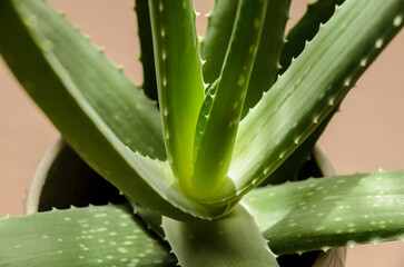 Aloe vera plant on a table