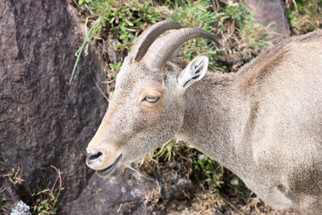The Nilgiri Tahr, an iconic species inhabiting the majestic Western Ghats of southern India. Beautiful animal photo for wall mounting, greeting cards, seasonal greetings. Tourism. Rare animal. 