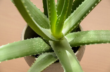Aloe vera plant on a table