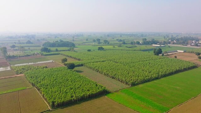 Aerial view of a farmland in Northern India with sugarcane, wheat and multiple crops and freshly sowed fields with road cutting across the farmlands