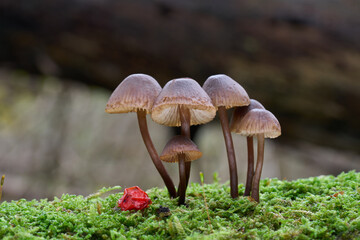 Inedible mushroom Mycena tintinnabulum on the wood. Wild brown mushrooms in floodplain forest.