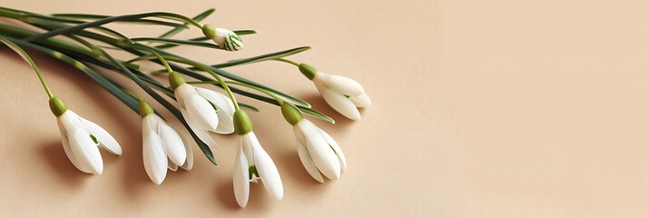 banner of delicate white spring snowdrop flowers isolated on color background