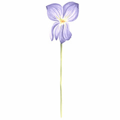 Watercolor flower of wild violet Isolated hand drawn illustration spring blossom field pansy Viola. Botanical drawing template for card, print on packaging, tableware, textile and sticker, embroidery